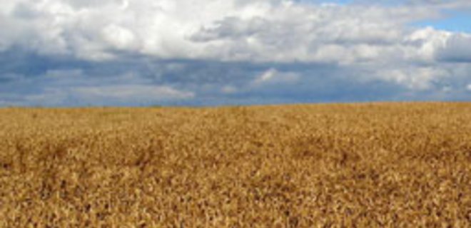 Рынок зерновых и масличных: цены и тенденции (26.02-04.03) - Фото