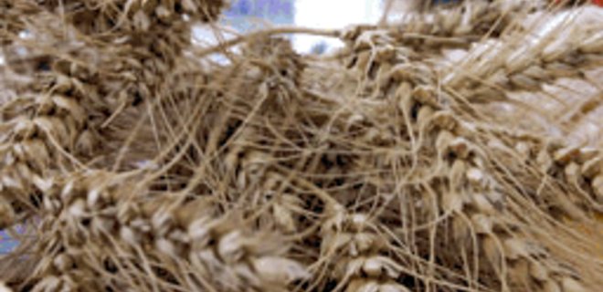 Рынок зерновых и масличных: цены и тенденции (29.07-04.08) - Фото