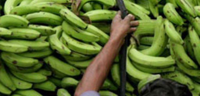 Рынок бананов показывает высокую устойчивость к кризису - Фото