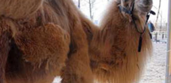Вскоре в европейских магазинах может появиться верблюжье молоко - Фото