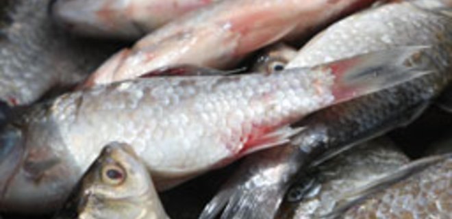 Импорт рыбы не достиг докризисных объемов - Фото