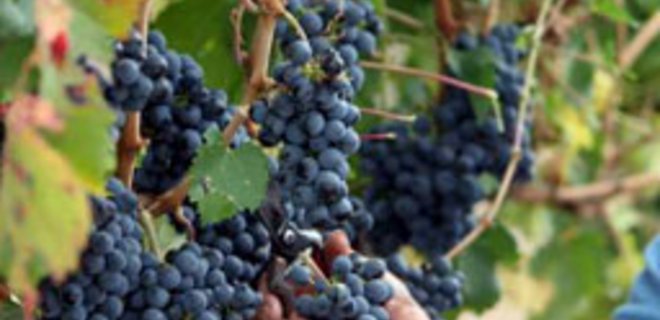 Виноделам не удалось покрыть дефицит винограда импортом - Фото