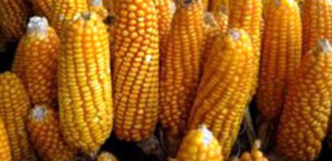 Цены на кукурузу в мире достигли 2-годичного максимума - Фото