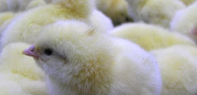Производителей мяса птицы и яиц проверят инспекторы ЕС - Фото