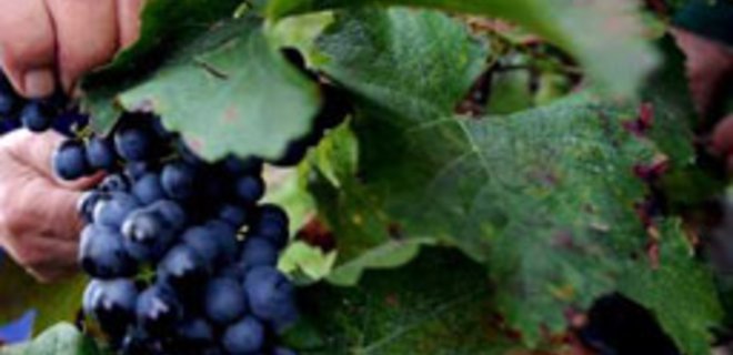 Виноград для производства вина подорожал в 2010 г. на 22% - Фото