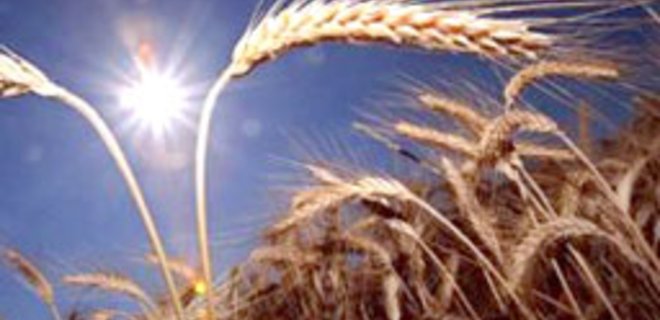 Пшеница подешевела после прогнозов о хорошем урожае в Украине - Фото