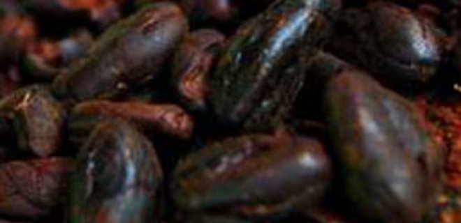 Цены на какао обвалились после запрета экспорта в Кот д'Ивуаре - Фото