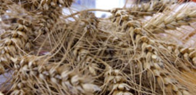 Украина и Россия станут драйверами роста производства пшеницы - Фото