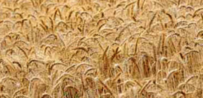 ЕС считает неоправданным продление квот на зерно в Украине - Фото