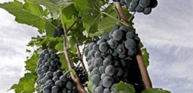В Украине создадут кадастровый реестр виноградников - Фото