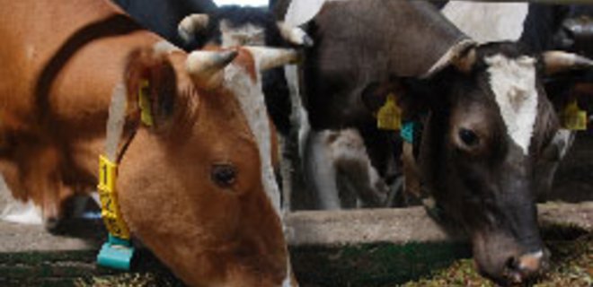 Рост производства продукции животноводства в 2011 г. замедлится - Фото