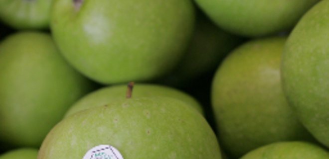 Экспорт яблок из Украины сильно вырос - Фото