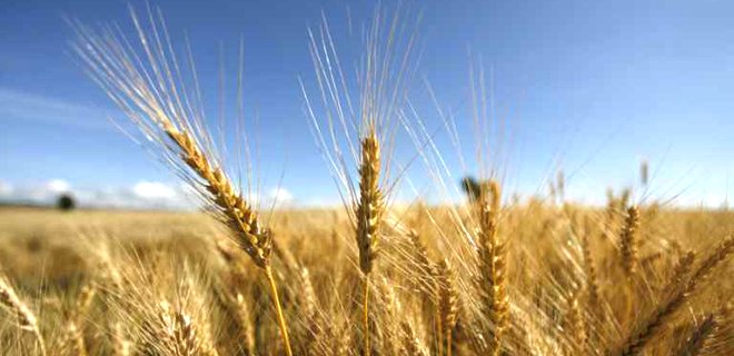 Украинцам хватит 1/5 урожая пшеницы - Минагрополитики - Фото