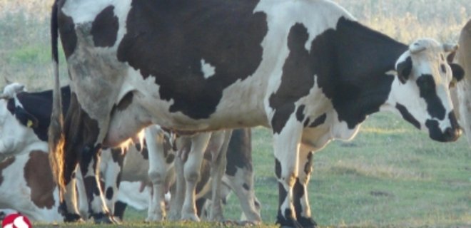 Предлагается изменить механизм господдержки производителей молока - Фото