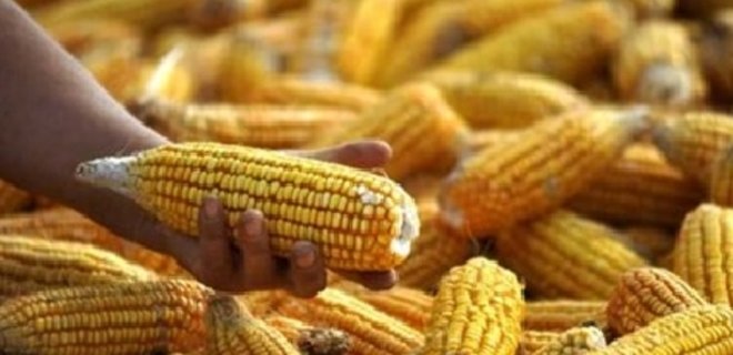 Цены на кукурузу в Украине обвалились - Фото