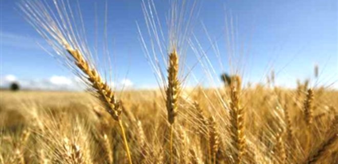 Канадцы хотят привлечь $30 млн. для закупки украинских зерновых - Фото