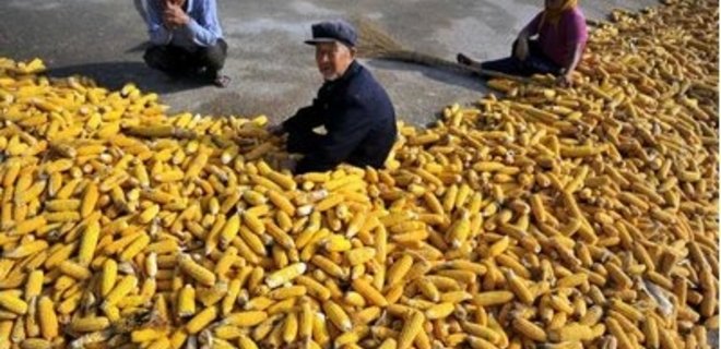 Аналитики назвали причины рекордного урожая зерна в Китае - Фото