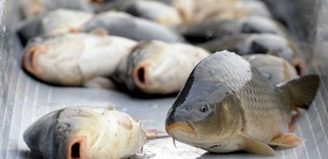 Украинцы сократили вылов рыбы почти на 10% - Фото