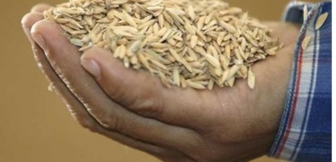 Государство увеличит запасы продовольственной пшеницы на 3 млн. т - Фото