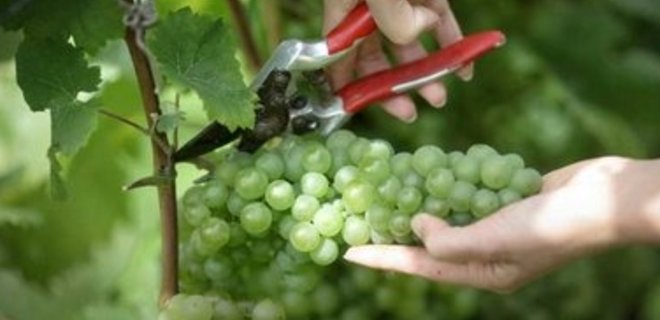 Производство виноматериалов в 2011 году сократилось на 18% - Фото