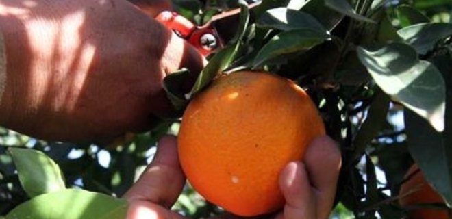 Госинспекция: Украина не ввозила опасных апельсинов из Бразилии - Фото