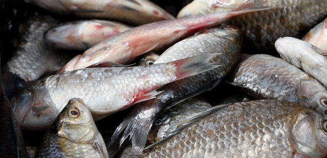 Из-за аннексии Крыма вылов рыбы в Украине сократился в 2,5 раза - Фото