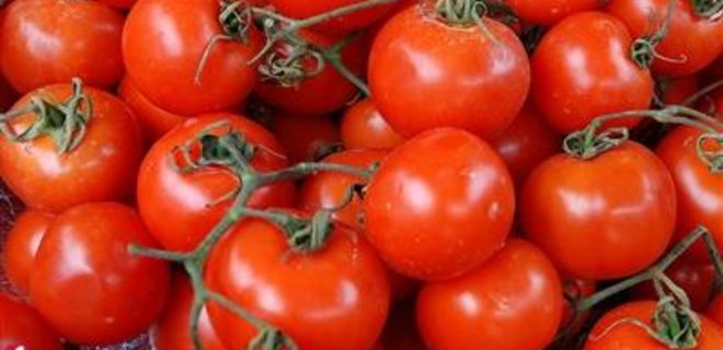 Производство тепличных помидоров может рекордно сократиться - Фото