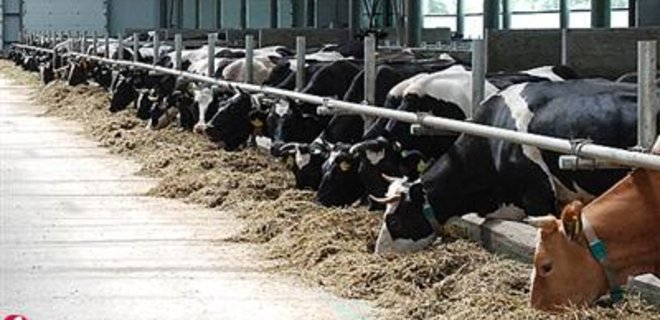 Украина сократила импорт мяса и молока - Фото