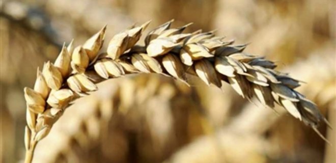 Минагропрод: Украина экспортировала 15 млн. тонн зерна - Фото