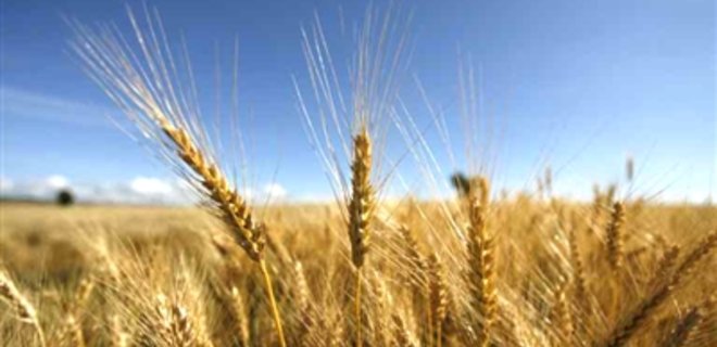 Аграрный фонд Украины начал форвардные закупки зерна - Фото