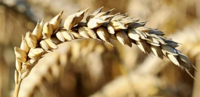 Производство пшеницы в 2012/13 МГ сократится, кукурузы - вырастет - Фото