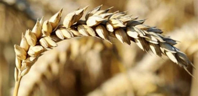 Фьючерсы на украинскую пшеницу появятся в июне - Фото