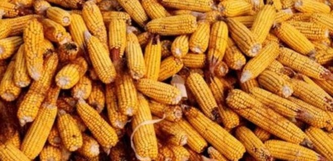 Япония приостановила импорт украинской кукурузы - Фото