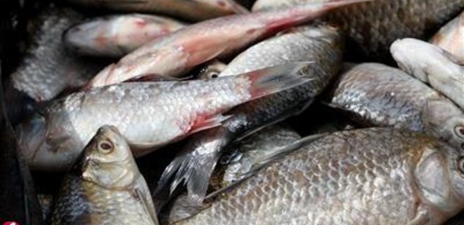 Вылов рыбы за 5 месяцев сократился на 12,9% - Фото