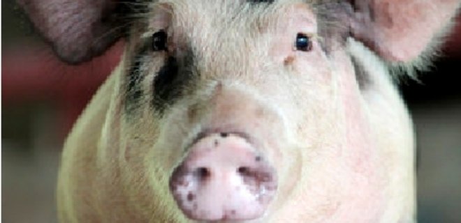 Импорт свинины в Украину вырос в 3,3 раза - Фото