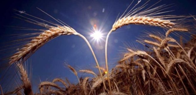 Объемы заготовки зерна в Украине растут - Фото