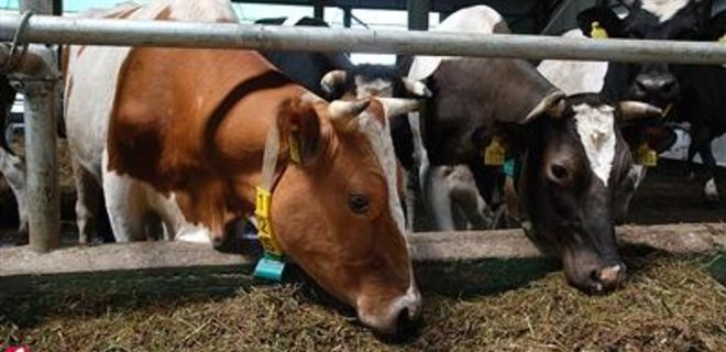 Фермы обогнали хозяйства населения по поставкам молока - Фото