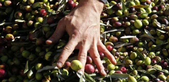 Китай хочет производить оливковое масло   - Фото