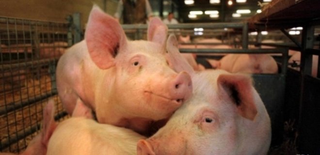 Украина запретила ввозить свинину из Бразилии - Фото