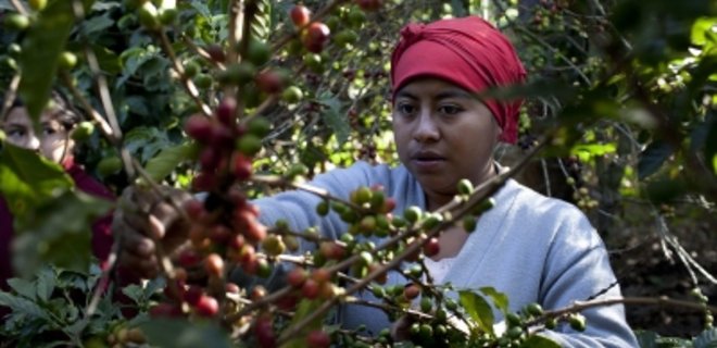Власти Бразилии прогнозируют снижение урожая кофе - Фото