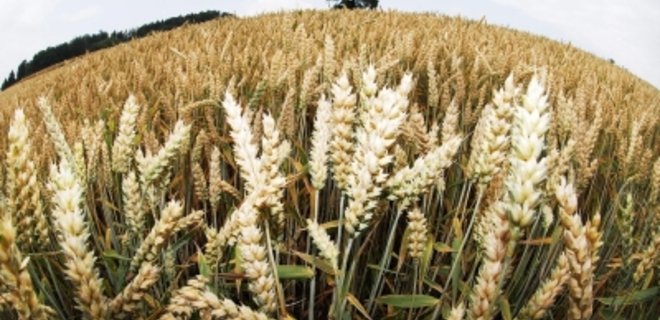 Украина увеличит экспорт пшеницы до 14 млн. тонн, - эксперт - Фото