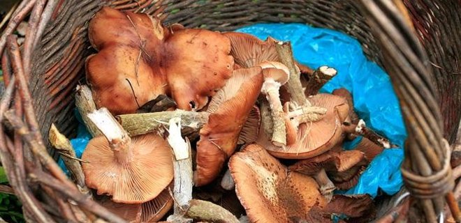 В Крыму вводят налог на сбор грибов и ягод - Фото