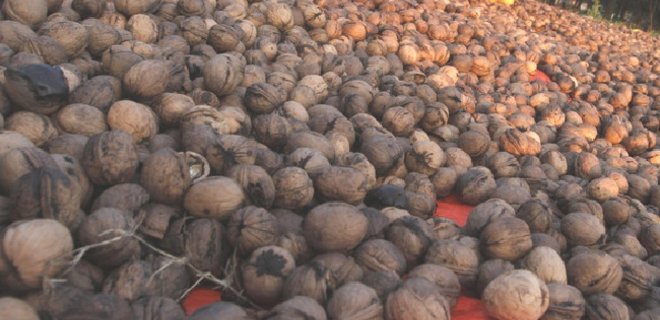 Турция повысила налог на импорт украинских орехов до 66,2% - Фото