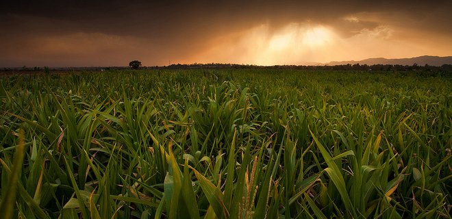 Украина бьет рекорд по экспорту кукурузы - Фото