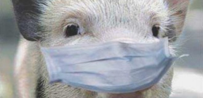 Россия запретила ввоз свинины из Луганской области - Фото
