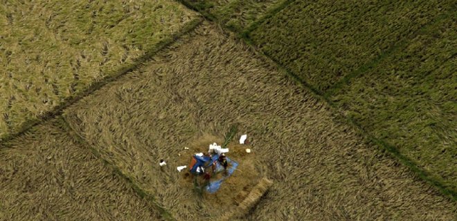 В Крыму погиб весь урожай риса - Фото