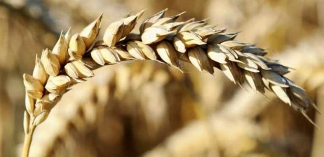 Мировые цены на пшеницу снизились из-за поставок из Украины - Фото
