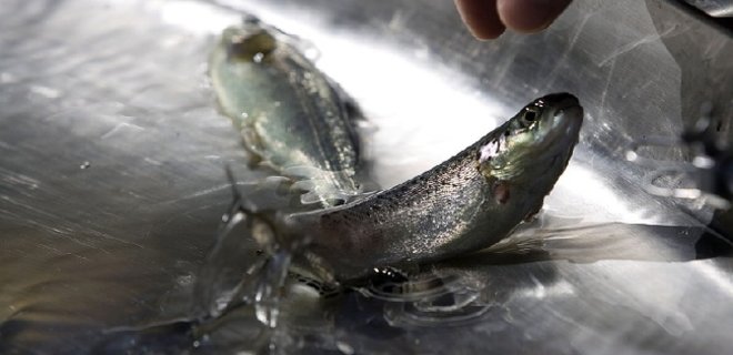 Норвегия парализует разведение лосося в России - СМИ - Фото