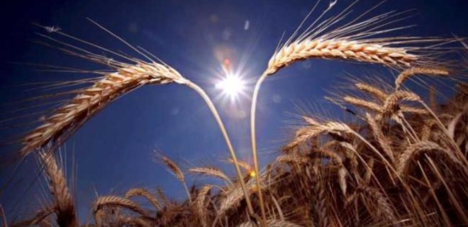 Украина с июля экспортировала 22 млн тонн зерна  - Фото