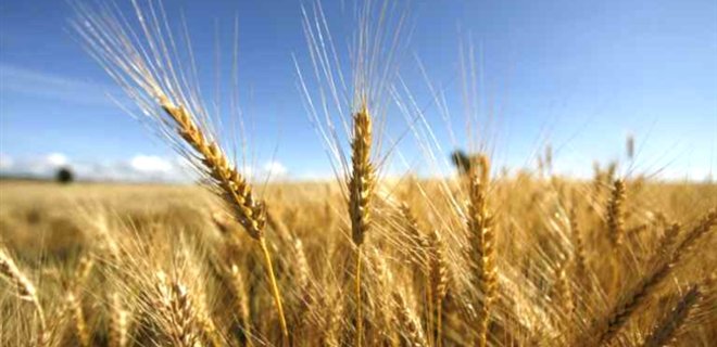 США снова повысили прогноз урожая зерновых в Украине - Фото